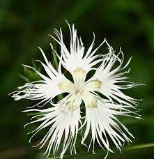White Dianthus Superbus Planting Seeds - Flower Seeds for Garden