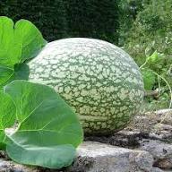 Chilacayote Fig Leaf Gourd Seeds for Easy Planting