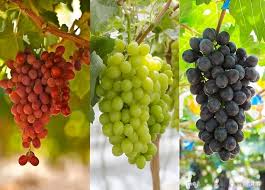 Mixed Grape Fruit Planting Seeds - Diverse & Delicious Grapes for Your Garden