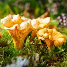 Yellow Chanterelle Mushroom Seeds for Planting