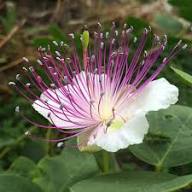 Blue Caper Flower Seeds: Best Planting Tips for Gardeners