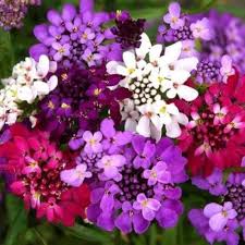 Mixed Candytuft Flower Seeds Collection for Planting