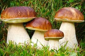Porcini Mushroom Seeds for Planting