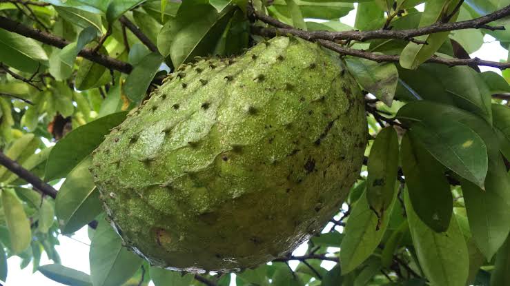 Green Soursop Seeds for Easy Planting Grow Exotic Fruit at Home Fruit Seeds for Home Gardens, Containers & Outdoor Growing