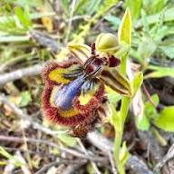 Mixed Ophrys Speculum Seeds for Planting Heirloom Non-GMO Seeds