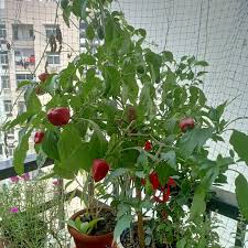 Basque Nora Vegetable Seeds for Planting - Hearty and Flavorful Garden Variety