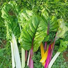 Rainbow Chard Vegetable Seeds for Easy Planting