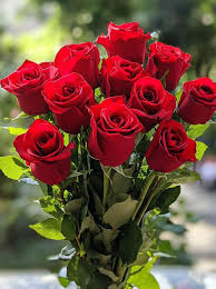 Red Holland Rose Flower Seeds for Planting Heirloom NonGMO Seeds for Beautiful Blooms Easy to Grow 
 
 Sale