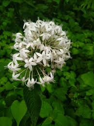 White Pentas Starla Flower Planting - Seeds for Brightening Your Garden with Stunning Blooms