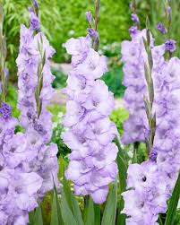 Light Violet Gladiolus Flower Seeds for Planting Bright Blooms Heirloom & GMO Free Seeds for Home Garden
 
 Sale