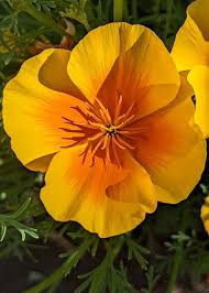 Eschscholzia Flower Seeds for Easy Planting