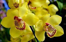 Yellow Brown Phalaenopsis Orchid Flower Seeds for Planting