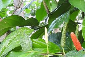 Longum Pepper Vegetable Seeds for Easy Planting
