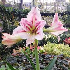White Pink Amaryllis Flower Seeds for Planting Sun Loving Heirloom & GMO Free Seeds for Home Garden
 
 Sale