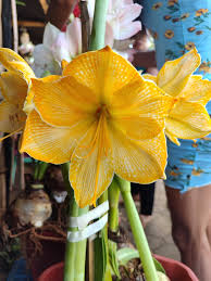 Yellow Sunrise Amaryllis Bulbs for Planting - Ideal for Flower Bed & Home Garden