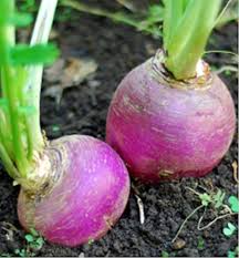 Purple Rutabaga Seeds for Vegetable Planting