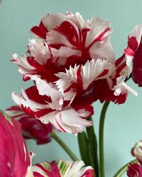 Bicolor Flower Seeds for Planting - Evergrowseeds