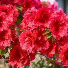 Premium Red Azalea Seeds For Planting Flower