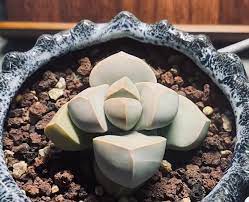 Sea Green Lapidaria Margaretae Plant Seeds - Perfect For Your Garden