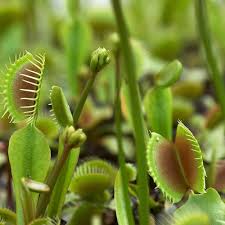 Venus Fly Trap Seeds For Planting - Mixed Carnivorous Plant Variety Seeds