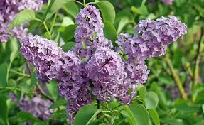 Purple Fragrant Flower seeds for Planting - Compact Growth, Heirloom & GMO Free Seeds for Home Garden