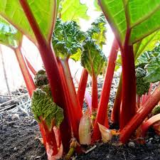 Ruibarbo Plant Seeds for Gardening and Planting: Grow Your Own Delicious Rhubarb!