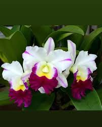 White Pink Cattleya Hybrida Flower Seeds for Planting  Seed for Elegant and Vibrant Blooms