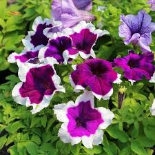 Dark Purple Magenta Petunia Seeds for Planting - Vibrant Annual Flower Seeds for Colorful Gardens