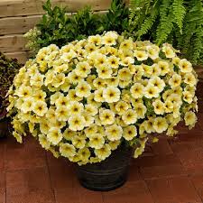 Yellow & White Heirloom Petunia Flower seeds for Planting - Bright Blooms, Heirloom & GMO Free Seeds for Home Garden