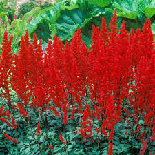 Red Astilbe Flower Seeds for Planting Perfect for Borders Heirloom & GMO Free Seeds for Home Garden
 
 Sale