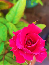Soft Pink Rose Flower Seeds for Planting Pollinator Friendly Heirloom & GMO Free Seeds for Home Garden
 
 Sale
