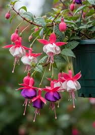 Lavender Mix Fuchsias Flower Seeds for Planting Premium Quality Heirloom & GMO Free Seeds for Home Garden
 
 Sale