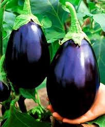 Brinjal Vegetable Seeds for Planting