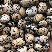Black and White Bean Seeds for Vegetable Planting