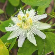 White Passiflora Flower Seeds for Planting  Ideal for Graceful Garden Blooms