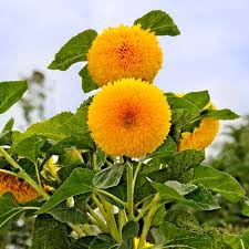 Buttercream Sunflower Seeds for Planting Helianthus annuus for flower beds and sunny borders