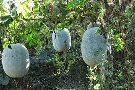 Super Big Winter Melon Seeds for Planting  Premium Vegetable Seeds