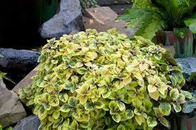 Coleus Yellow Flower seeds for Planting - Pollinator Friendly, Heirloom & GMO Free Seeds for Home Garden
