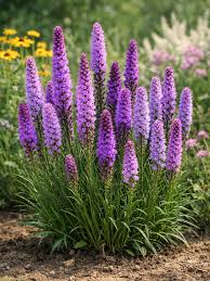 Liatris Flower Seeds for Planting Vibrant Perennial Blooms Heirloom Non-GMO Seeds
