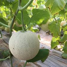 Cantaloupe Seeds for Planting: Cream Variety