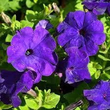 Petunia Blue Phantom Flower Seeds for Planting  Annual Flower Seeds for Vibrant Blooms