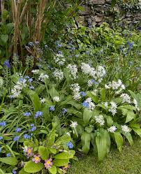 Ursinum Flower Planting Seeds - Vibrant Blooms for Your Garden