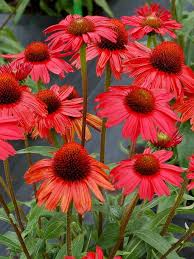 Red Coneflower Flower seeds for Planting - Sun Loving, Heirloom & GMO Free Seeds for Home Garden