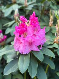Pink Lantana Flower Planting Seeds - Brighten Your Garden with Vibrant Blooms - Evergrowseeds