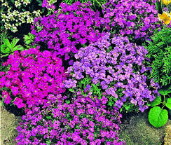 Mixed Aubrieta Hybrida Seeds for Planting - Vibrant Ground Cover Flowers