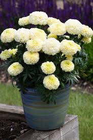 Cream Marigold Flower Seeds for Planting - Vibrant Annual Blooms for Your Garden