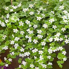 White Snowtopia Flower seeds for Planting - Compact Growth, Heirloom & GMO Free Seeds for Home Garden