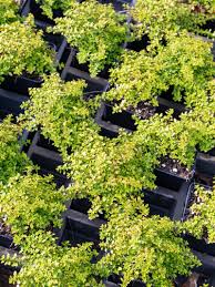 Zitronenthymian Seeds for Planting