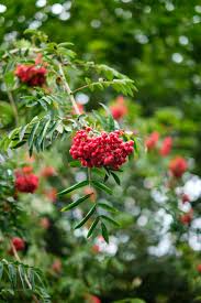 Green Sorbus Aucuparia Tree Seeds for Planting - Grow Beautiful Trees in Your Garden