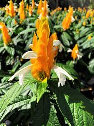 White Yellow Pachystachys for Stunning Landscapes - Seed for Easy Planting